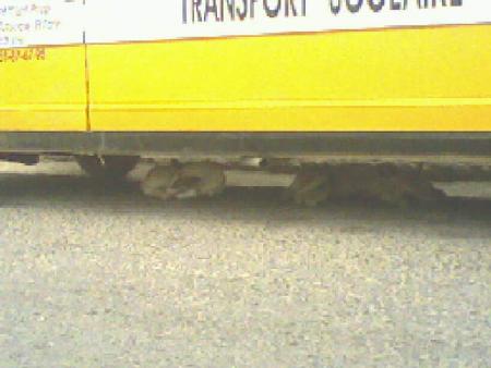 iddan n ifni hdan'n gh dou trans scolaire