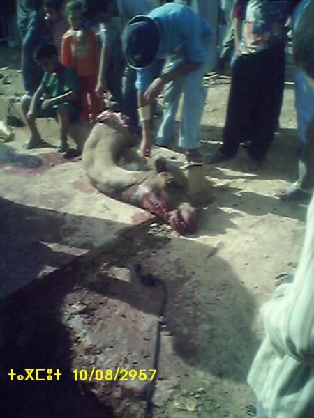 almoggar n ougadir mqourn-taramt-tagmout