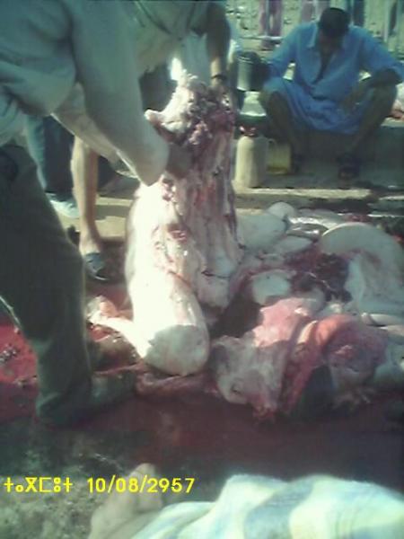 almoggar n ougadir mqourn-taramt-tagmout