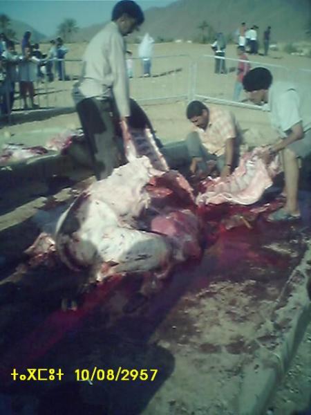 almoggar n ougadir mqourn-taramt-tagmout