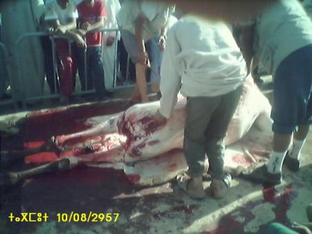 almoggar n ougadir mqourn-taramt-tagmout