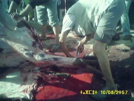 almoggar n ougadir mqourn-taramt-tagmout