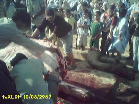 almoggar n ougadir mqourn-taramt-tagmout