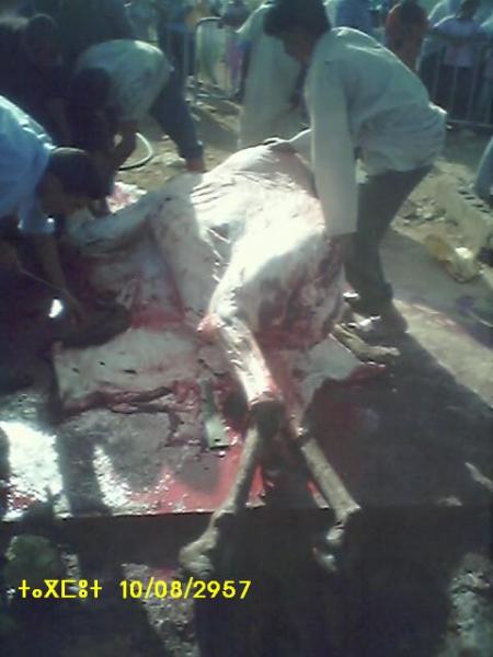 almoggar n ougadir mqourn-taramt-tagmout