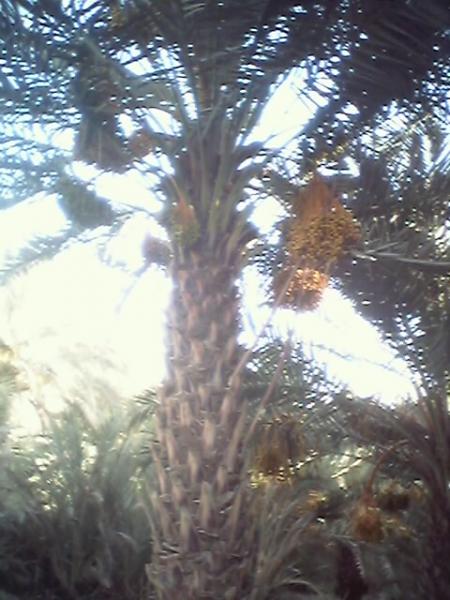 tagjouft tourou ablouh lirayg tiyni