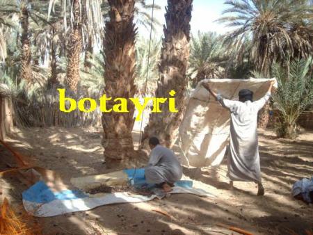 lhaj mechghal d boubaker