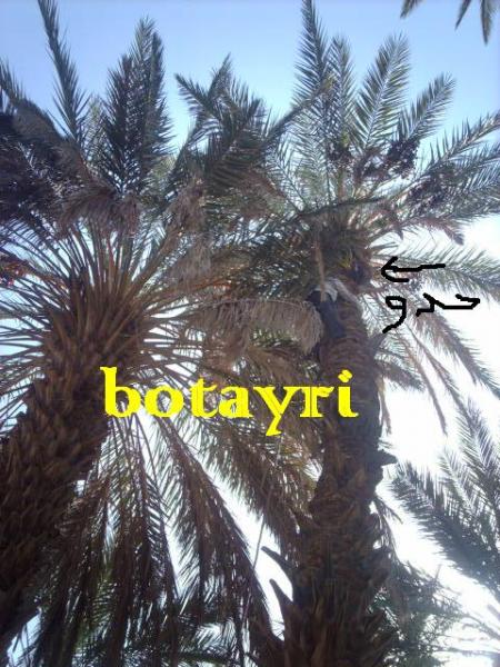 hddou aritbbi taqayin