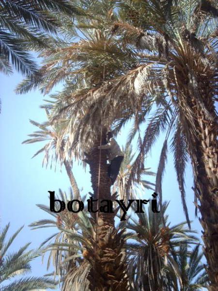 hddou aritbbi taqayin