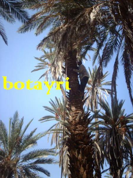 hddou aritbbi taqayin